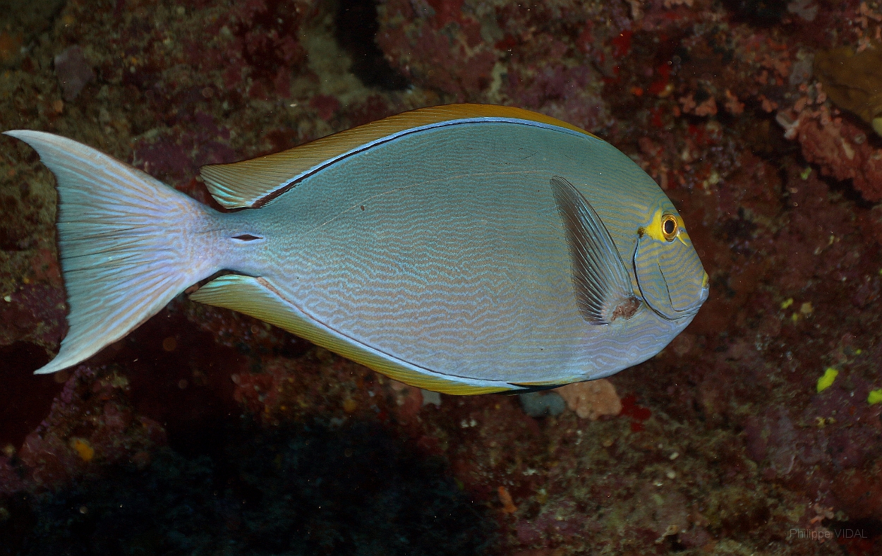 Sipadan_2015_Chirurgien a queue blanche_Acanthurus mata_IMG_3267_rc.jpg